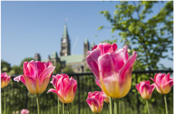 Canada’s Capital Celebrates Annual Tulip Festival