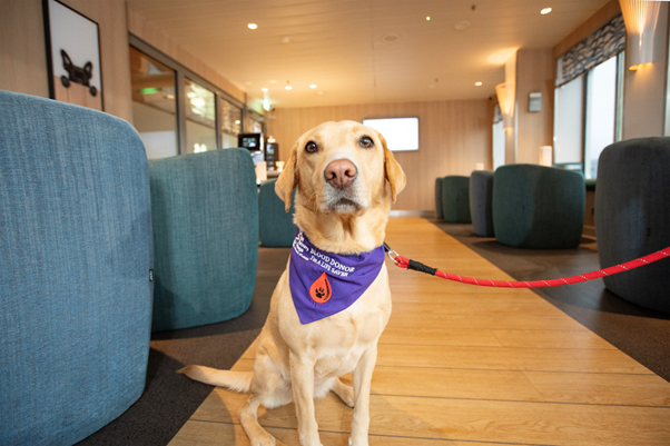 Labra-dorable! Stena Line crowns its Ferry Pawmother